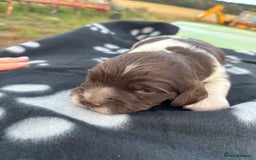 English Springer Spaniel dogs for sale: Gorgeous marked English Springer Spaniel pups  - Image 29