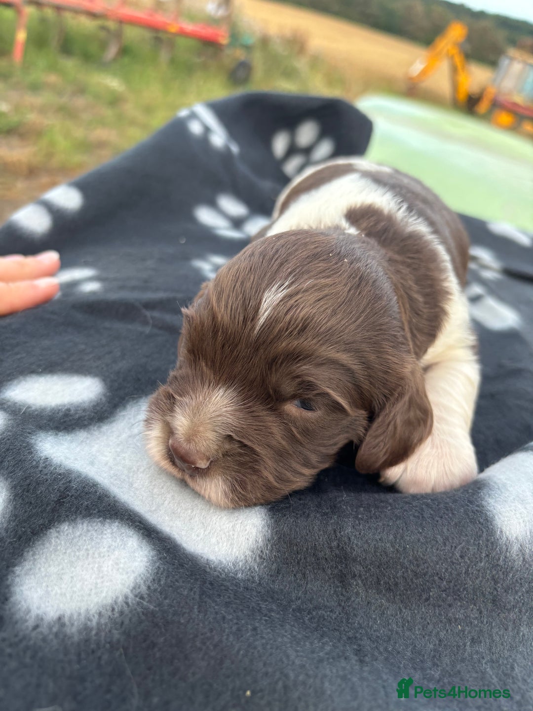 English Springer Spaniel dogs for sale: Gorgeous marked English Springer Spaniel pups  - Image 29