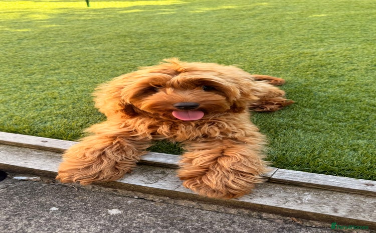 Cockapoo dogs - Advert 7