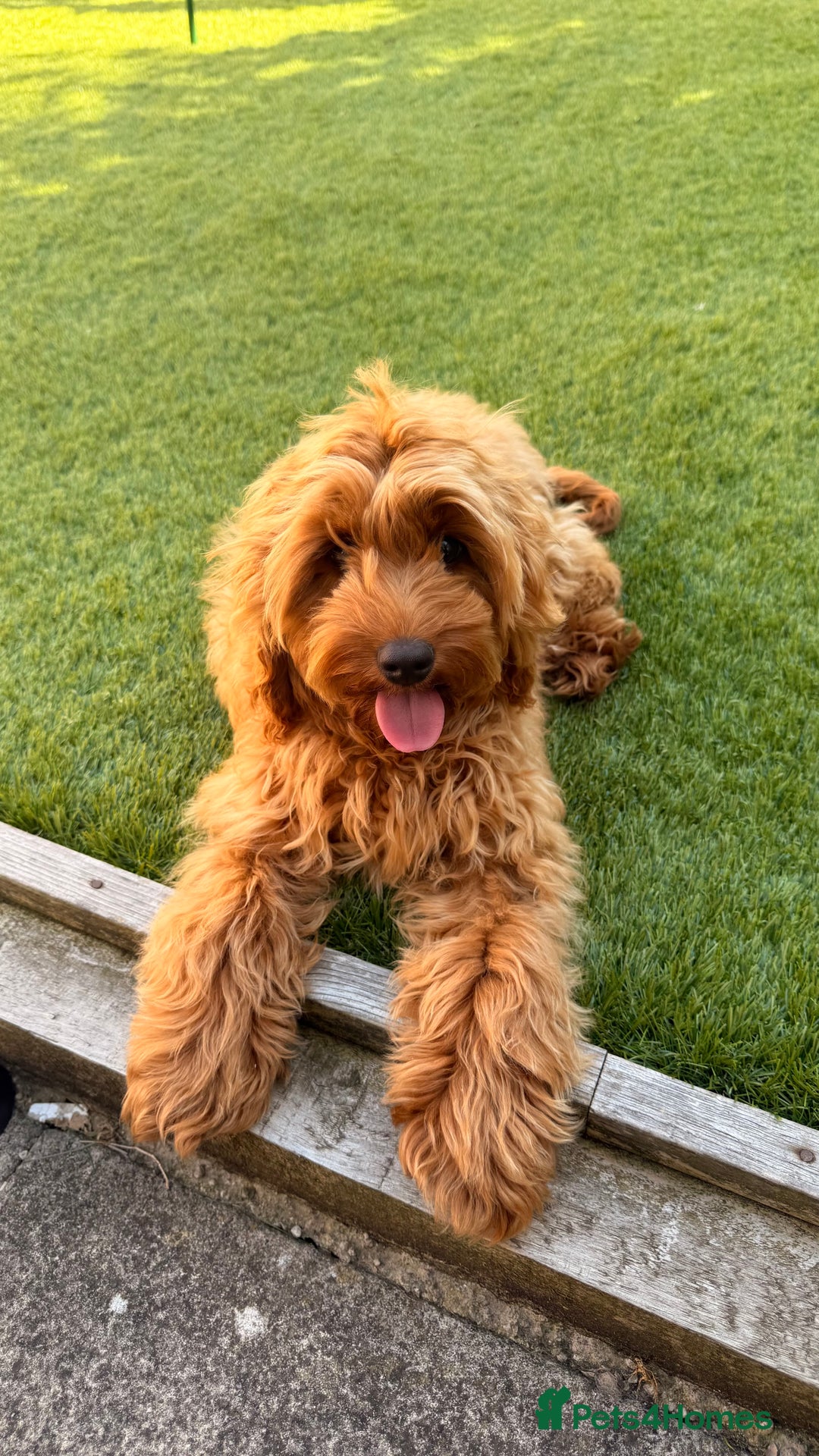 Cockapoo dogs for sale: 🐾 Loving Cockerpoo Puppy for Sale – Meet Nala! 🐾 - Image 1