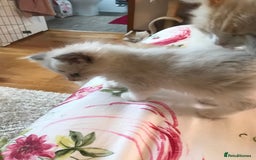 Ragdoll cats for sale: Beautiful Flame/ Cream Ragdoll kittens - Advert 5