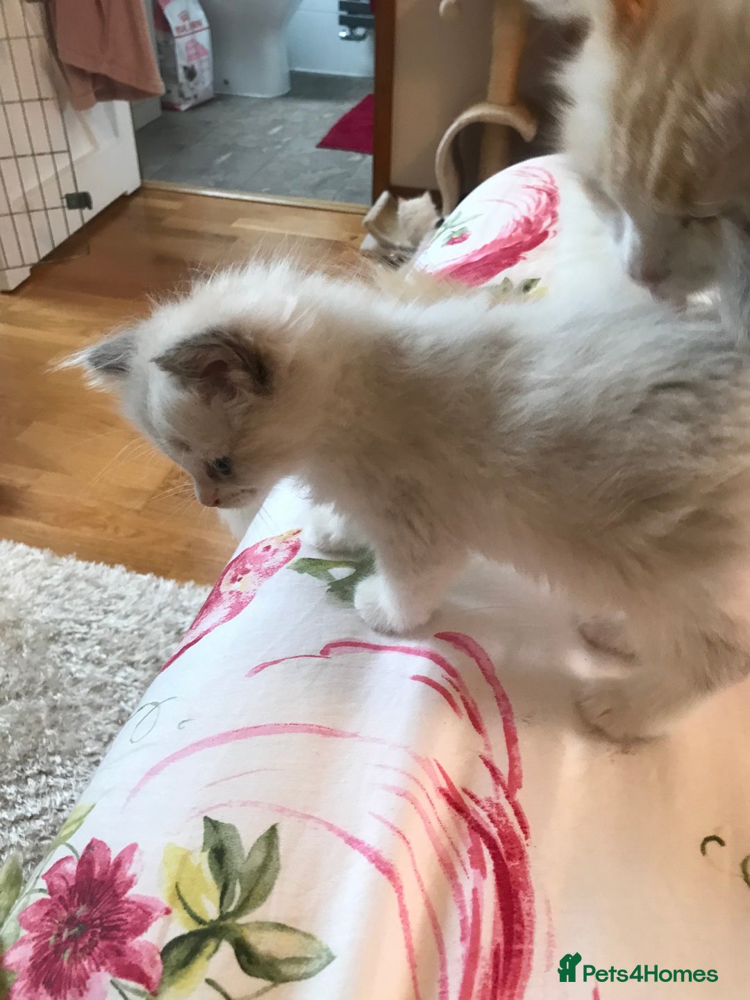 Ragdoll cats for sale: Beautiful Flame/ Cream Ragdoll kittens - Advert 5