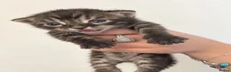 Mixed Breed cats for sale: Mixed Breed Bengal Kittens - Advert 14