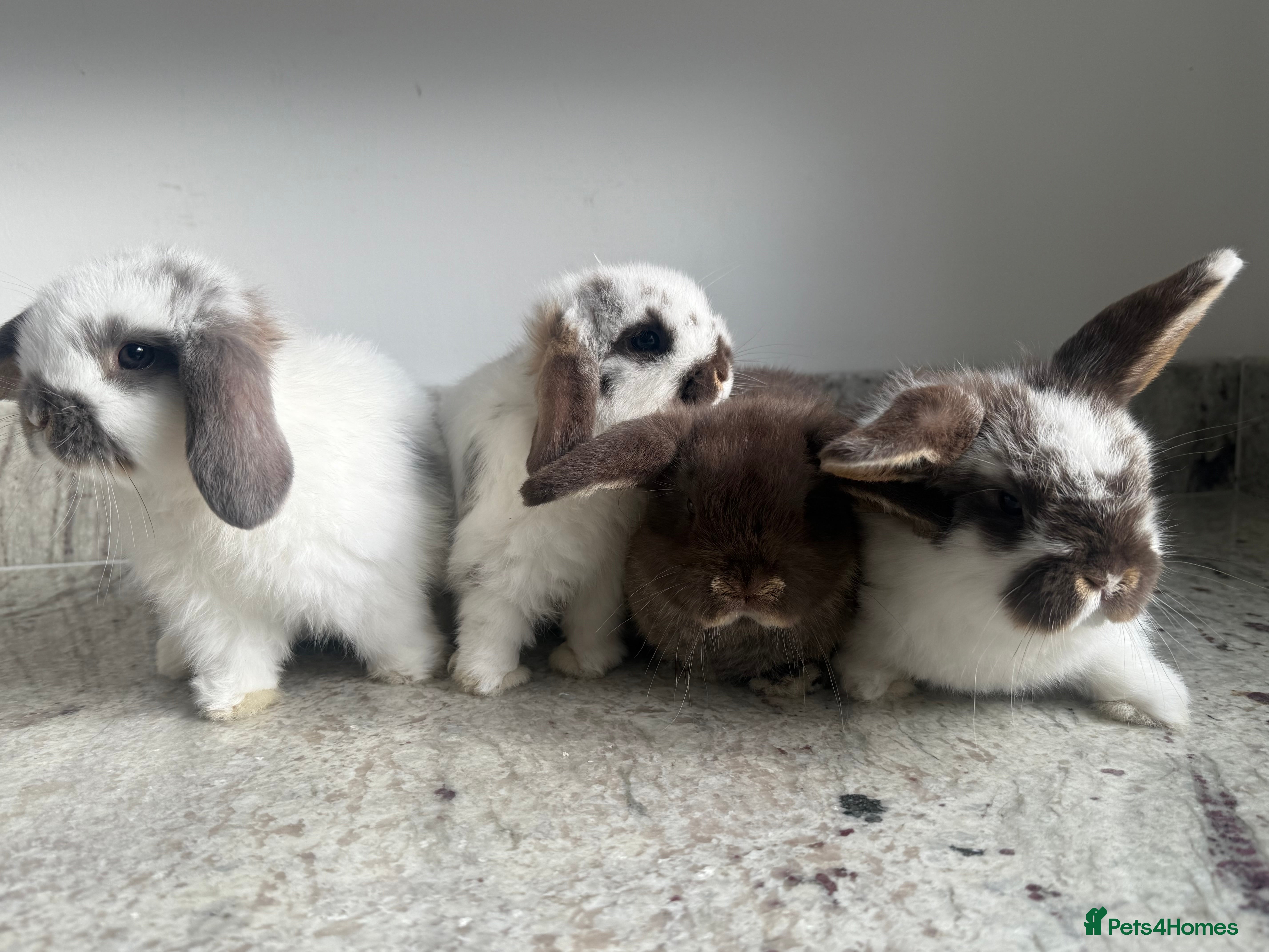 Mini Lop rabbits Beautiful Mini Lop Babies  - Advert 13
