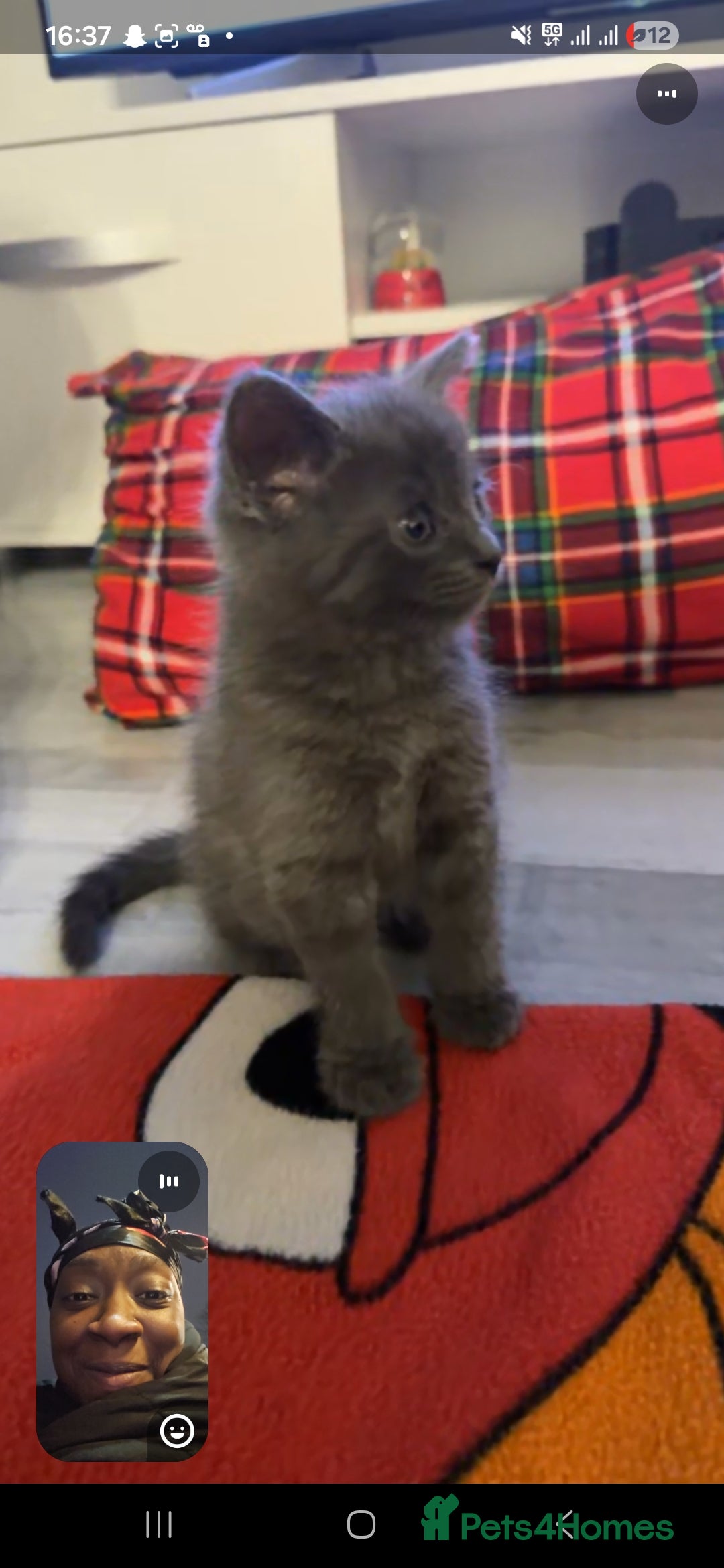 Mixed Breed cats for sale: Grey Kittens🐾🤍 - Advert 24