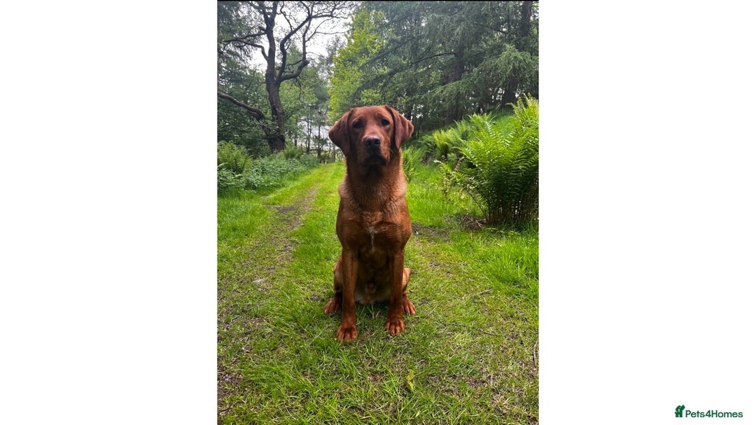 Labrador Retriever dogs for stud: ✨PROVEN FULLY HEALTH TESTED WORKING RED LABRADOR✨ in Hawes - Advert 21