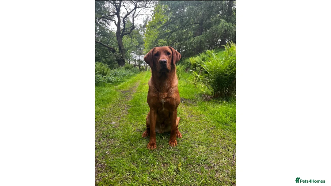 Labrador Retriever dogs for stud: ✨PROVEN FULLY HEALTH TESTED WORKING RED LABRADOR✨ in Hawes - Advert 24