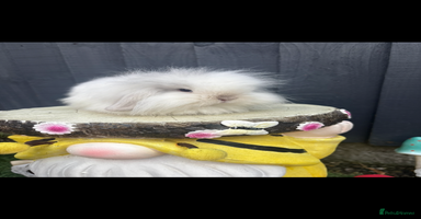 Mini Lion Lop rabbits - Advert 1