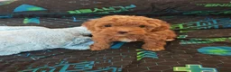 Maltipoo dogs for sale: BEAUTIFUL F1B MALTIPOO  PUPPYIES  - Advert 4