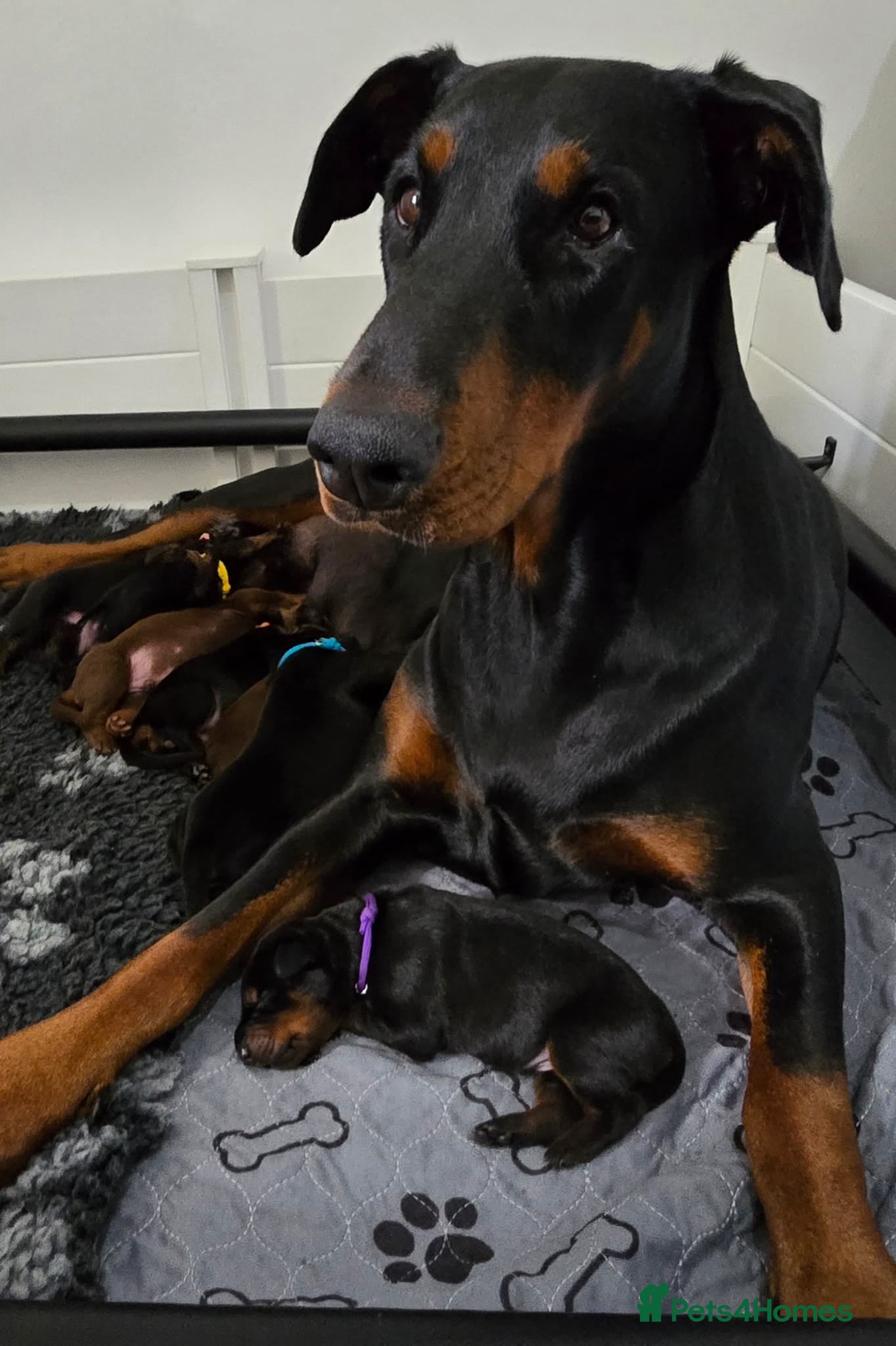 Dobermann dogs HEALTH TESTED, HOME REARED, STUNNING DOBERMAN PUPS - Advert 1