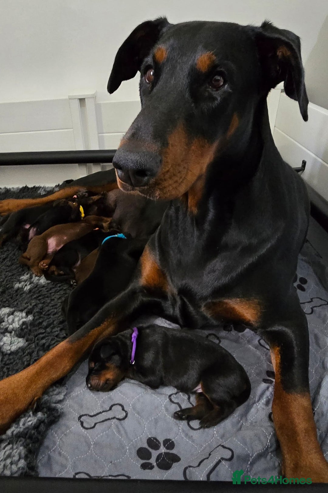 Dobermann dogs for sale: HEALTH TESTED, HOME REARED, STUNNING DOBERMAN PUPS - Advert 1