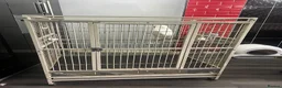 Cockatoo birds for sale: Snowy Cookatoo Parrot  - Advert 3