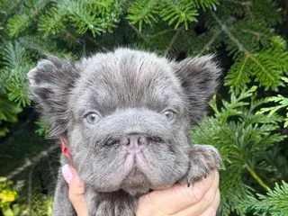 French Bulldog dogs French Bulldogs - Advert 2