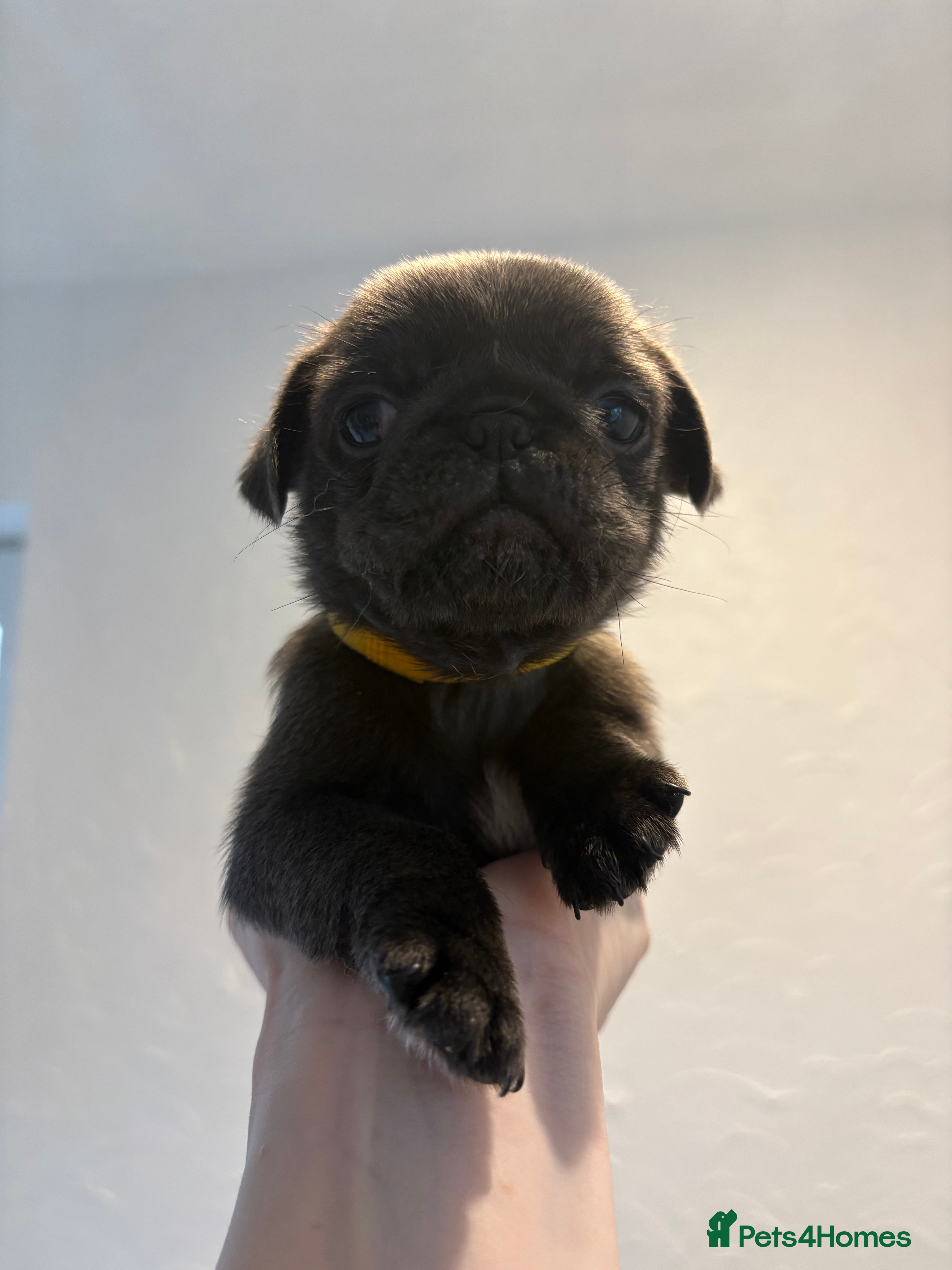Pug dogs Pug Puppies - Advert 2
