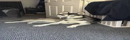 Siberian Husky dogs for sale: Siberian husky  - Advert 1