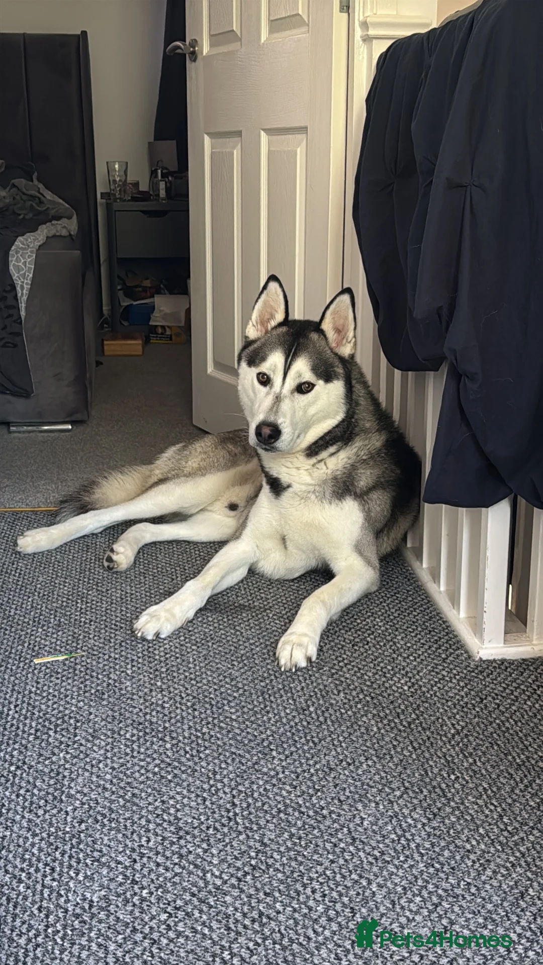 Siberian Husky dogs for sale: Siberian husky  - Advert 1