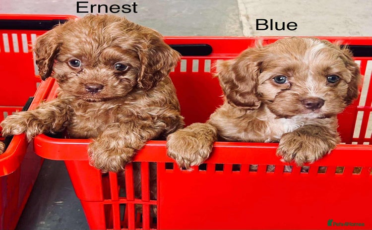 Cavapoo dogs - Advert 11