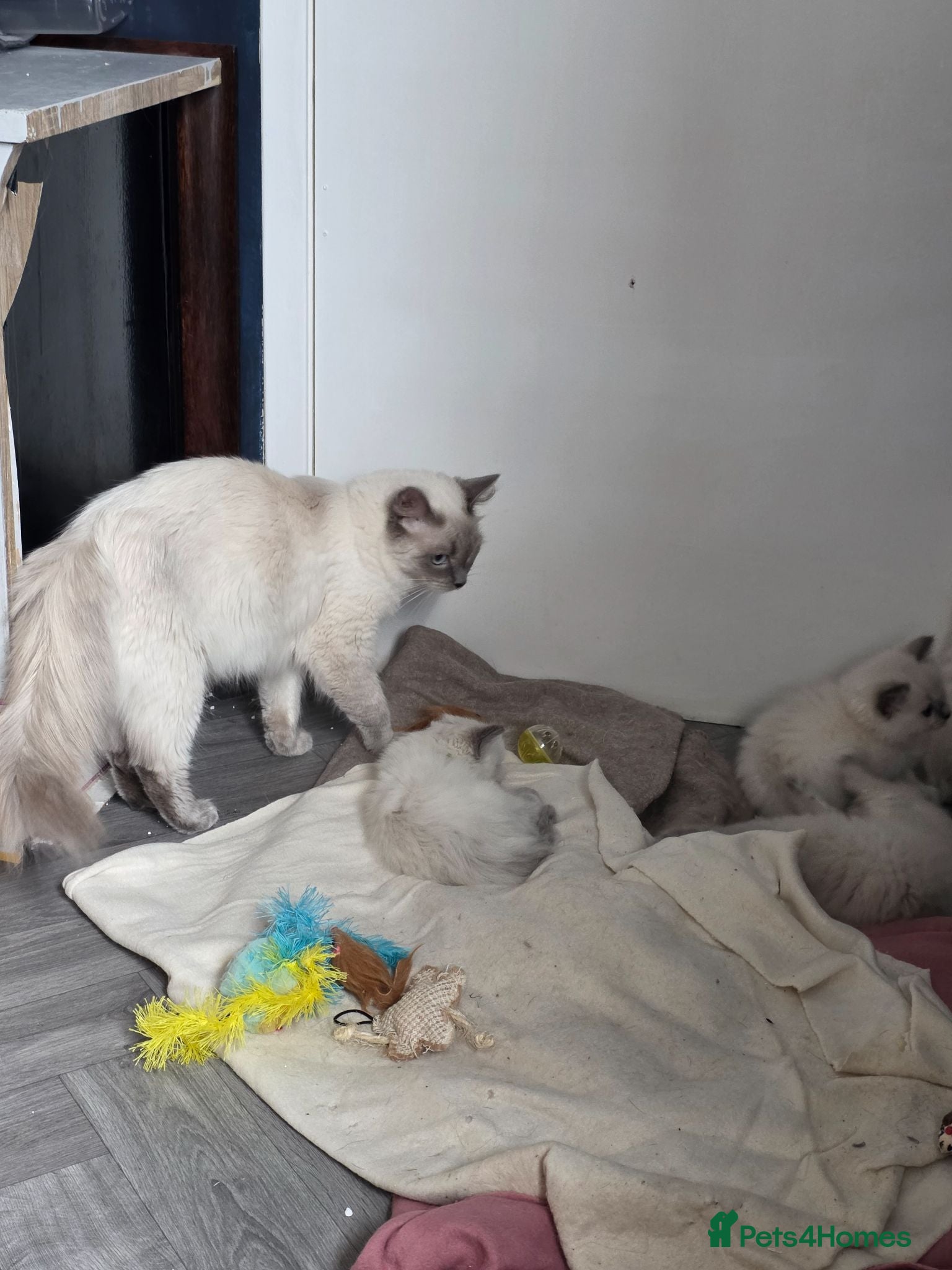 Ragdoll cats 7 Gorgeous ragdoll kittens - Advert 1