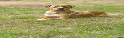 Mixed Breed dogs for sale: Mastiff Mix *Waiting List Open* - Advert 6