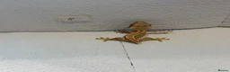 Gecko reptiles for sale: Baby crested geckos  - Advert 3