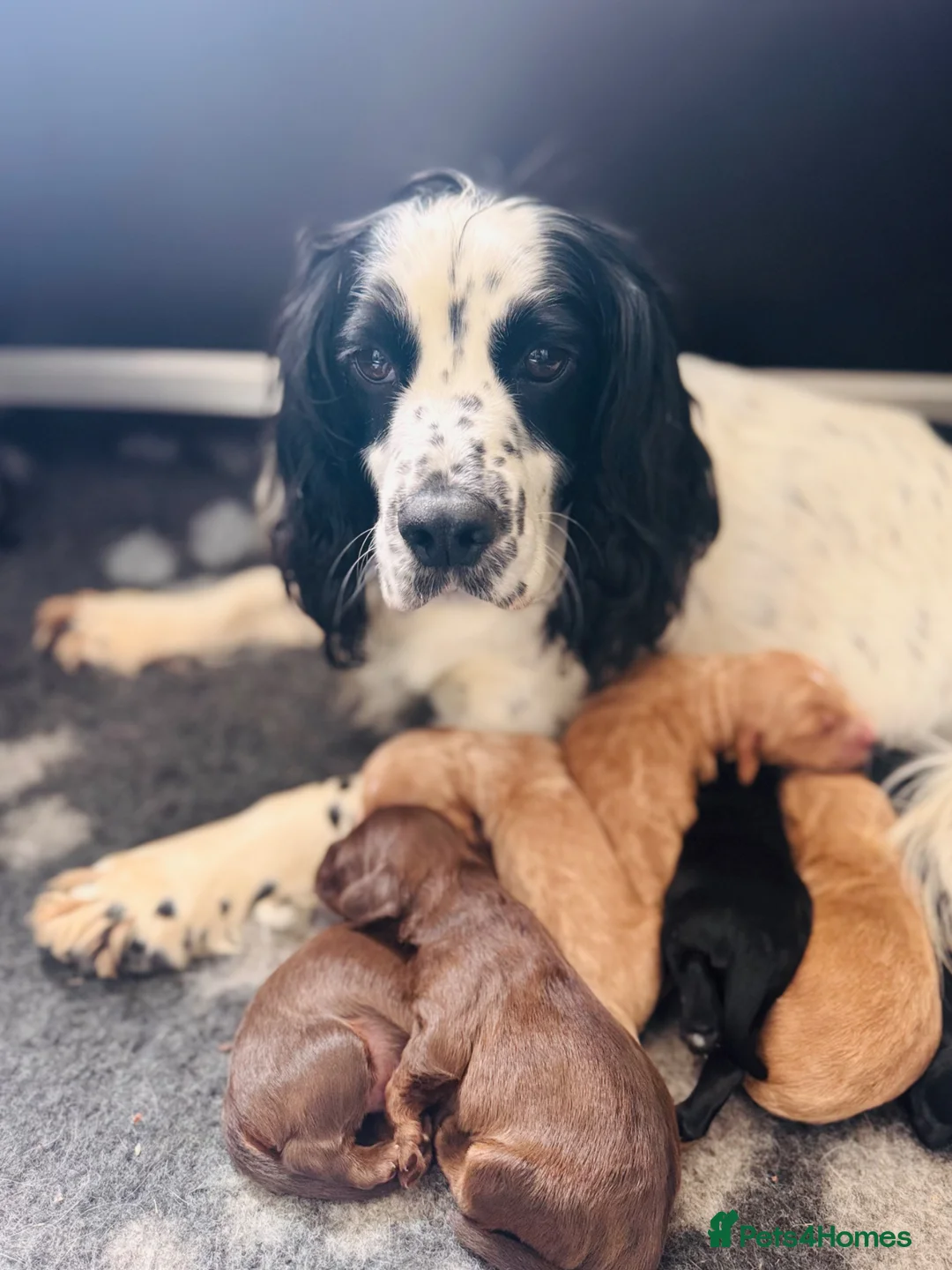 Cockapoo dogs for sale: F1 Toy Cockapoo puppies - Advert 2