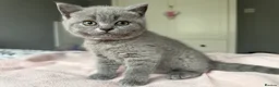 British Shorthair cats for sale: GCCF registered British Shorthair Kittens - Advert 7