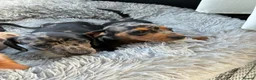 Miniature Dachshund dogs for sale: Miniature dachshund puppies - Advert 6