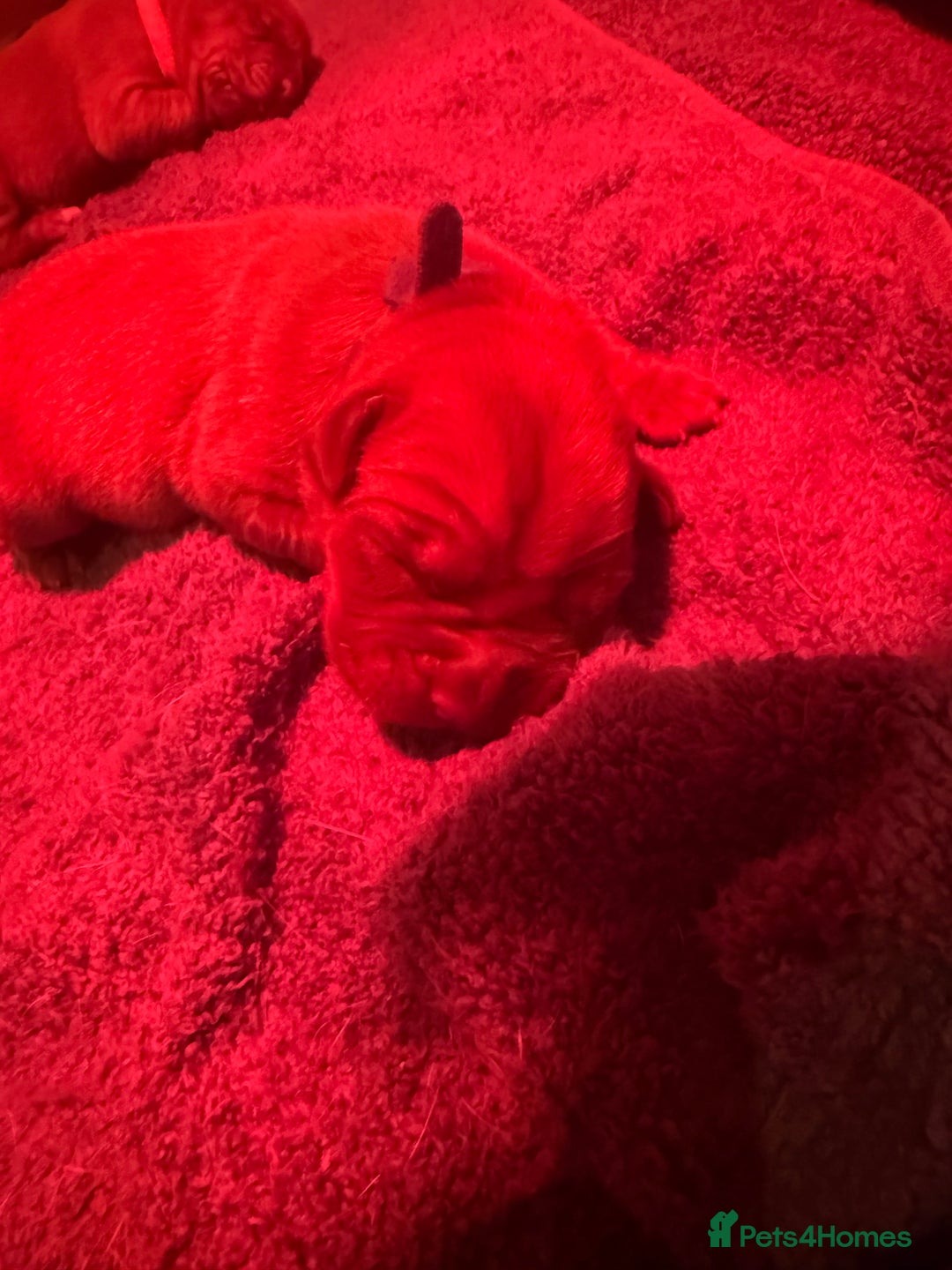 Dogue De Bordeaux dogs for sale: DOGUE DE BORDEAUX PUPPIES AVAILABLE 16/03/26 - Advert 4