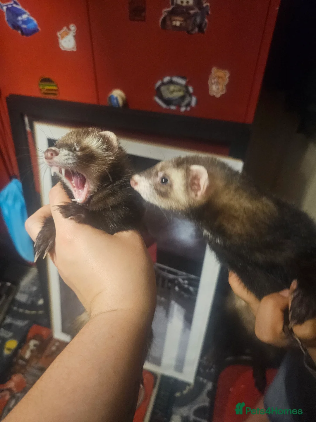 Ferret rodents for sale: 2 Female ferrets - Advert 1