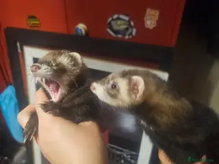 Ferret rodents 2 Female ferrets - Advert 2