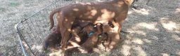 Rhodesian Ridgeback dogs for sale: Kc reg.health tested Rr puppies in Rugby - Advert 9