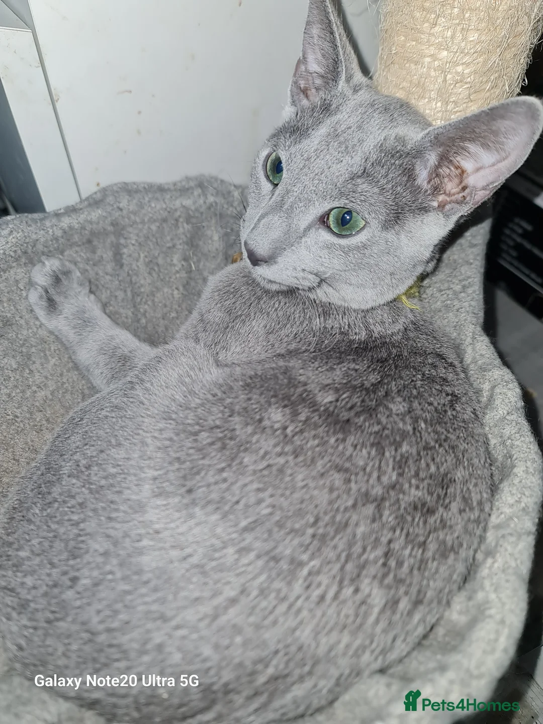 Russian Blue cats for sale: Stunning Russian Blue kittens-pure Pedigree - Advert 15