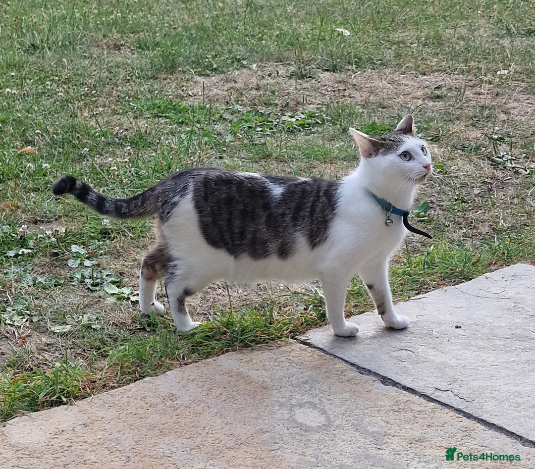 Mixed Breed cats for sale: 3 Gorgeous Kittens - Advert 2