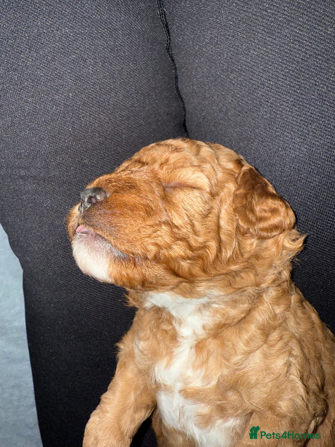 Cockapoo dogs for sale: Championship bloodline F1B toy Cockapoos  - Advert 28