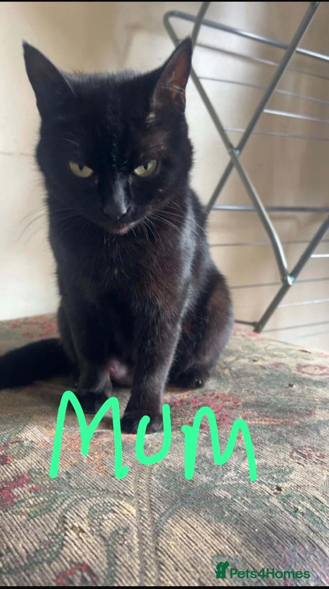 Mixed Breed cats for sale: Kittens for sale  - Advert 7