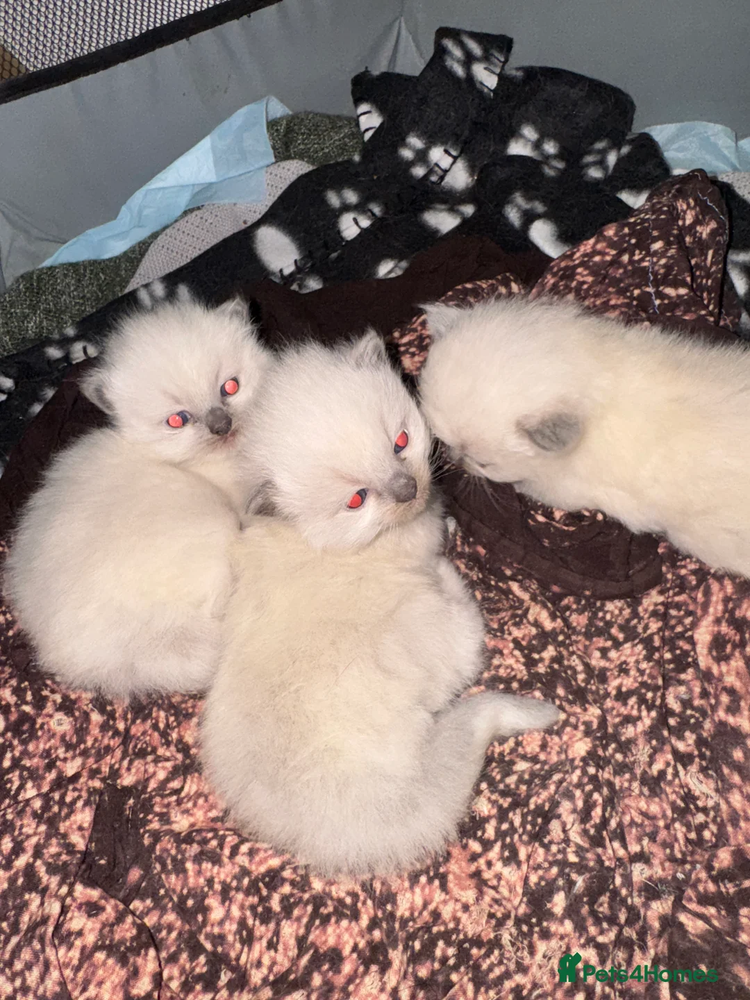 Ragdoll cats for sale: Bluepoint ragdoll- all reserved  - Advert 12