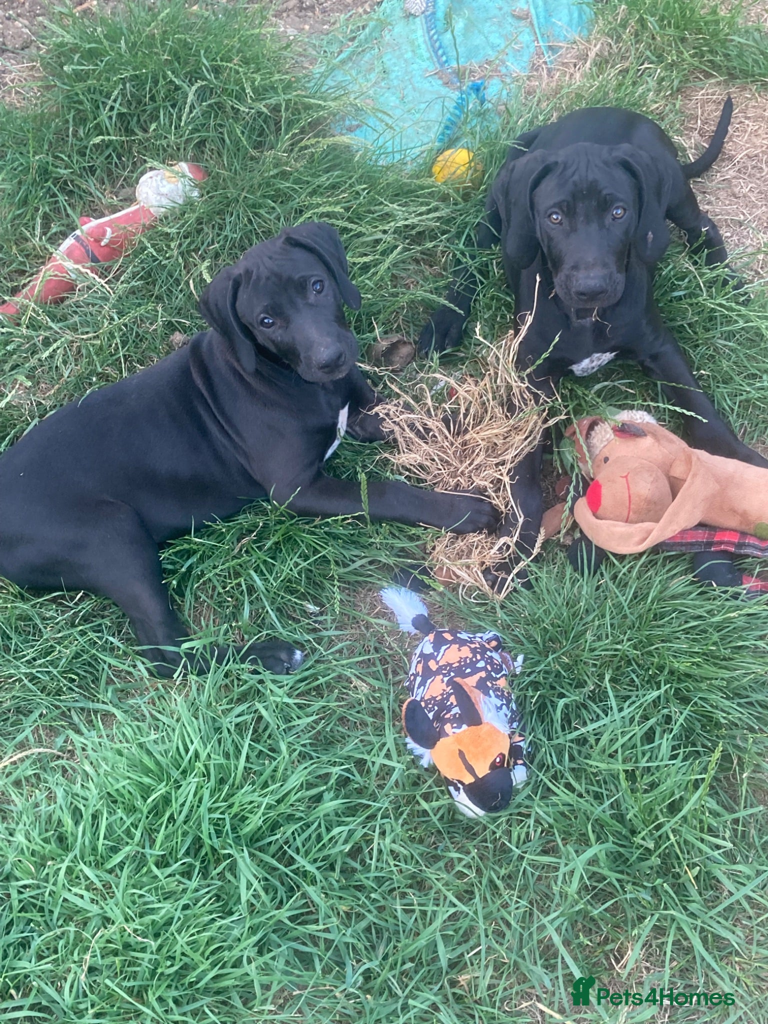 Mixed Breed dogs Stunning litter of Rhodesian Ridgeback x  puppies  - Advert 12