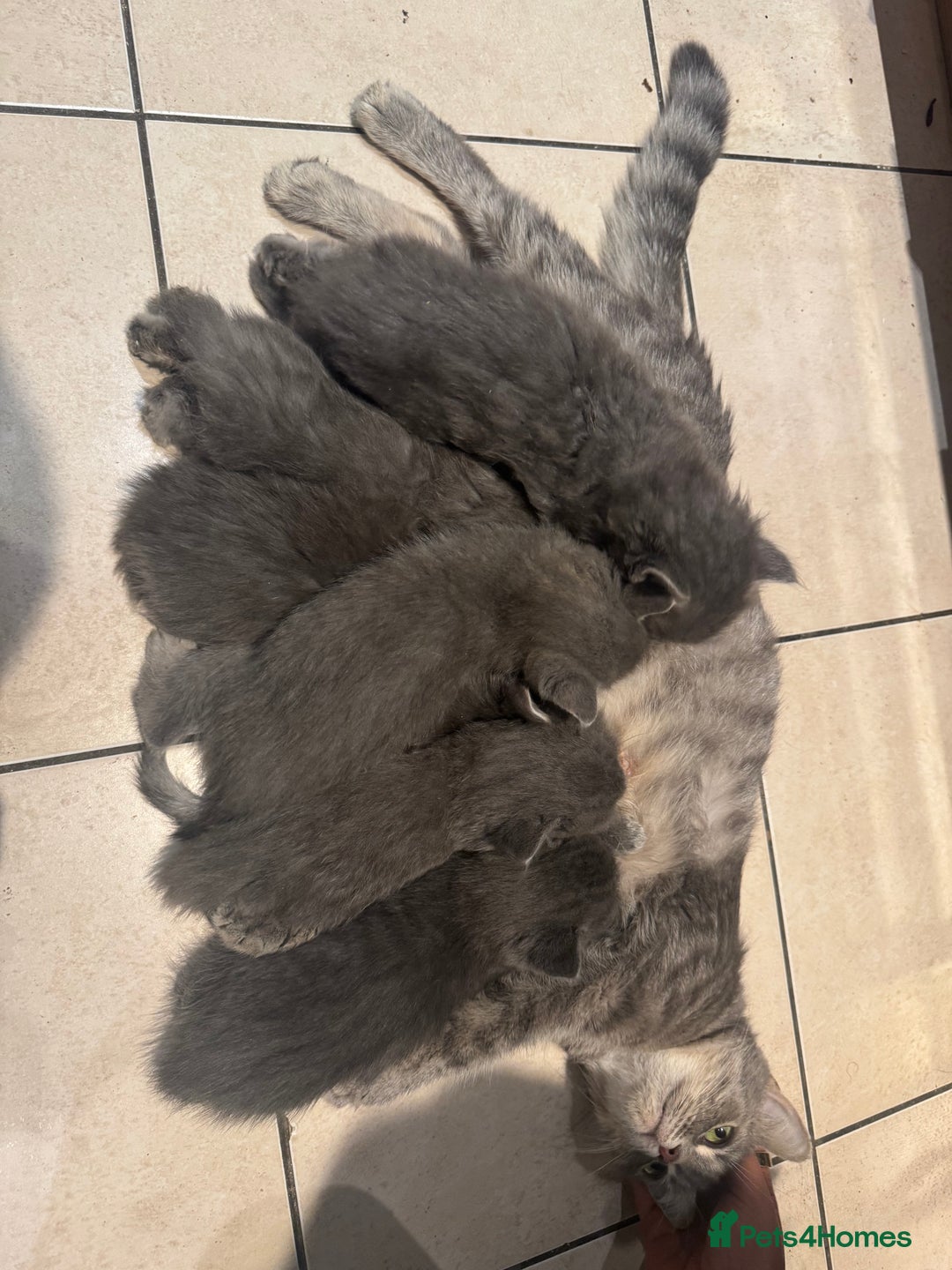Ragdoll cats for sale: Fluffy Gorgeous Ragdoll Cross Kittens - Image 14