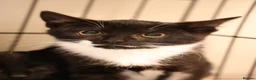 Domestic Shorthair cats for sale: Lovely black kittens available - Advert 9