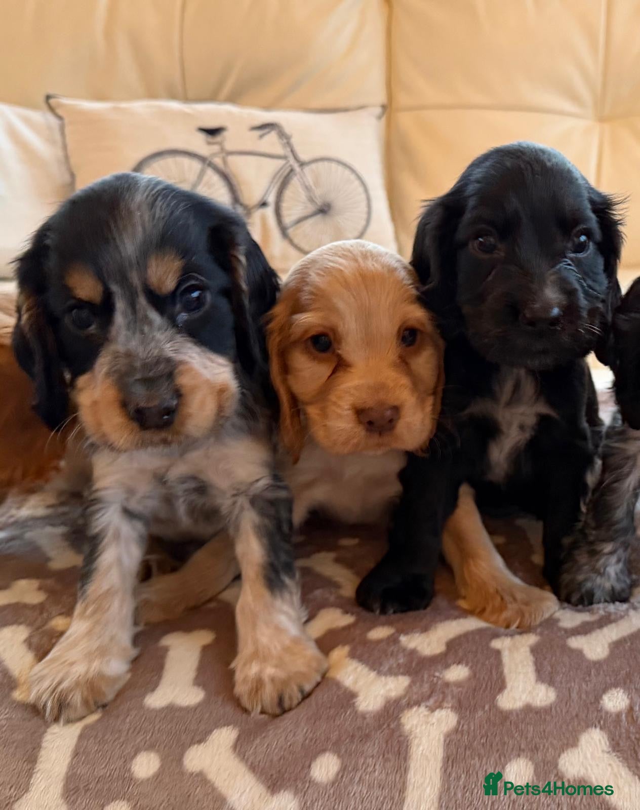 Cocker Spaniel dogs Show Cocker Spaniel - Advert 3