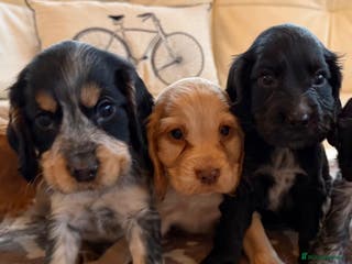 Cocker Spaniel dogs Show Cocker Spaniel - Advert 4