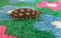 Tortoise reptiles for sale: baby sulcata tortoise  - Image 5