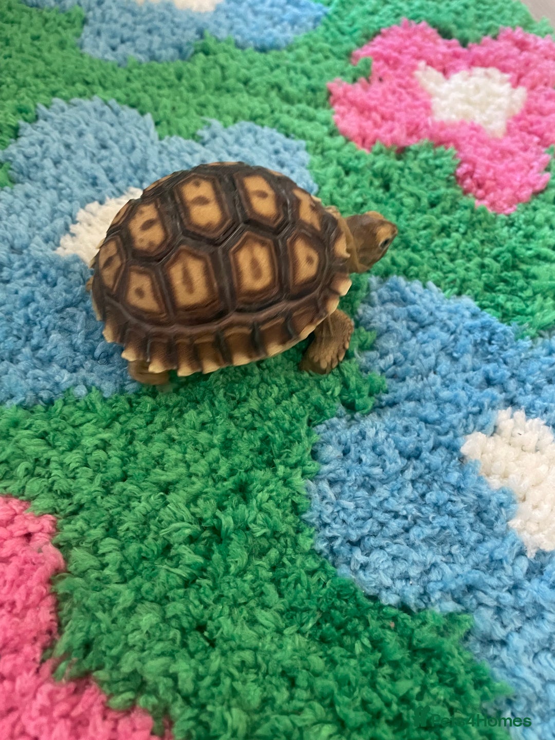 Tortoise reptiles for sale: baby sulcata tortoise  - Image 5