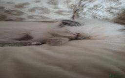 Ragdoll cats for sale: Ragdoll babies  - Image 4