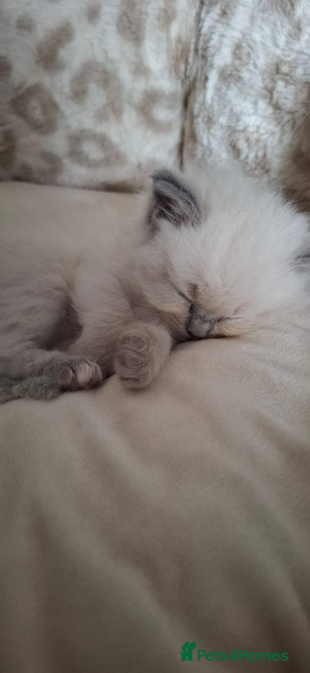 Ragdoll cats for sale: Ragdoll babies  - Image 4