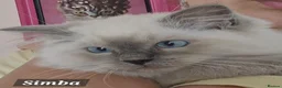 Ragdoll cats for sale: 😻GCCF Pedigree Kittens Luxury, Beauty&Exceptional - Advert 17