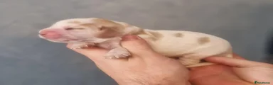 Cocker Spaniel 6