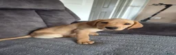 Labrador Retriever dogs for sale: 2 beautiful kc labrador boys  - Advert 8