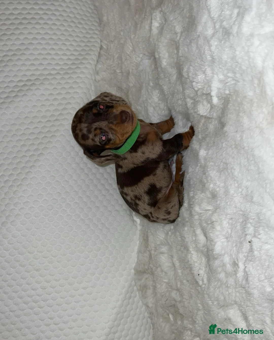 Dachshund dogs for sale: 🐾 Daxie & Chocolate’s Beautiful Puppies ! - Advert 1