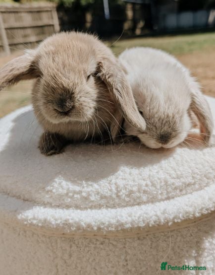 Mini Lop rabbits Pure Bred Mini Lops - Advert 2